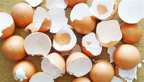 why are eggshells similar to teeth